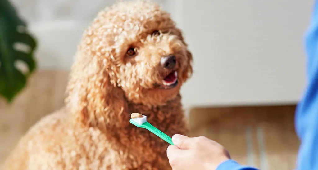 furry dog with a toothbrush